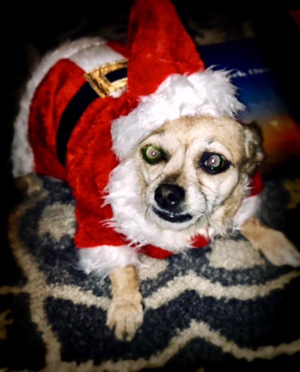 /images/uploads/pug nation rescue of los angeles/pugnation2020/entries/11528thumb.jpg